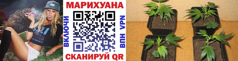 Купить  Руза  Канабис индика 